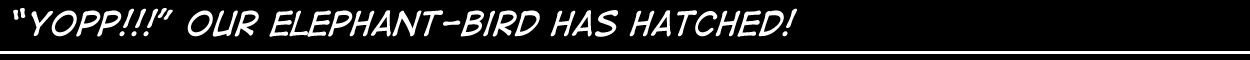 Yopp!!! Our Elephant-Bird has hatched!